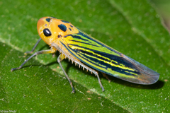 Scoposcartula perrisii