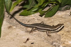 Trachylepis quinquetaeniata