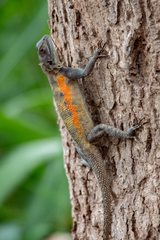 Agama mucosoensis