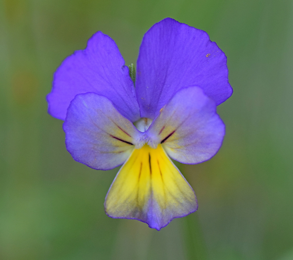 Viola tricolor, Δυτική Μακεδονία, Ελλάδα