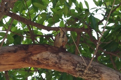 Cichladusa arquata
