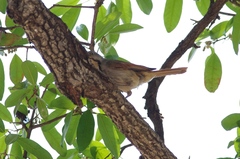 Cichladusa arquata