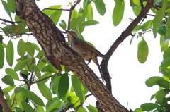 Cichladusa arquata