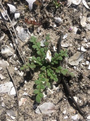 Phacelia stellaris