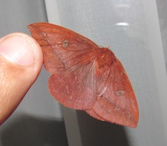 Catacantha ferruginea