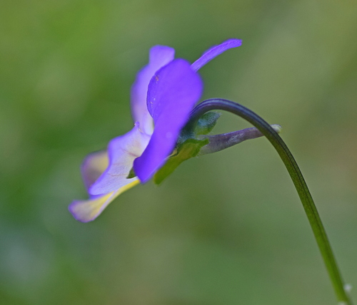 Viola tricolor