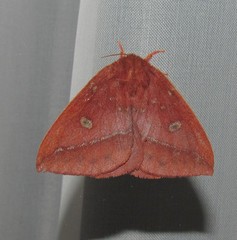 Catacantha ferruginea