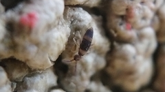 Entomobrya albocincta