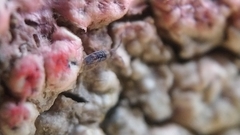 Entomobrya albocincta