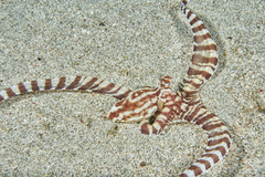 Thaumoctopus mimicus