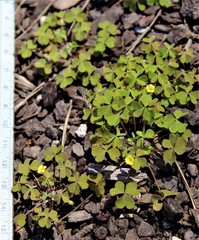 Oxalis laxa