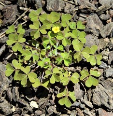 Oxalis laxa