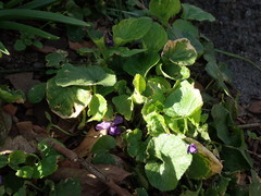 Viola odorata
