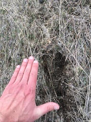 Cervus canadensis canadensis