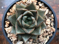 Echeveria purpusorum