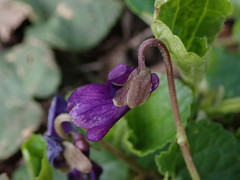 Viola odorata