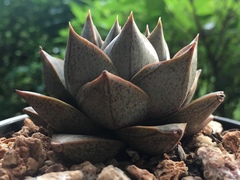 Echeveria purpusorum