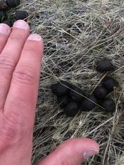 Cervus canadensis canadensis