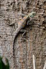 Agama mucosoensis