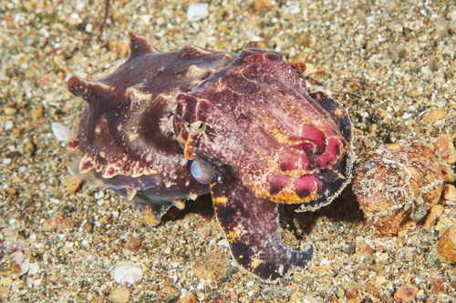 Flamboyant Cuttlefish