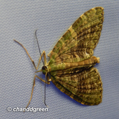 Sauris purpurotincta