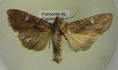 Apamea aquila