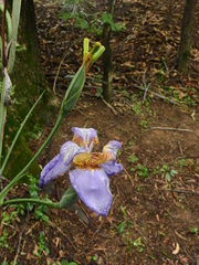 Trimezia coerulea