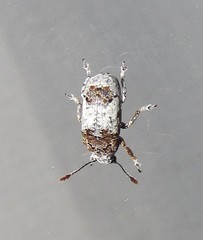 Toxonotus