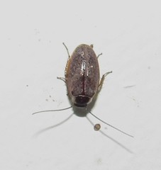 Plectoptera