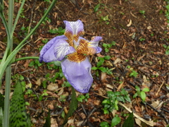 Trimezia coerulea