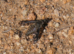 Conophorus fenestratus