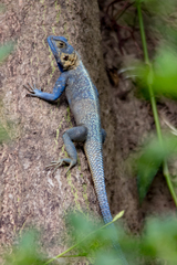 Agama mucosoensis