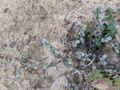 Extriplex californica