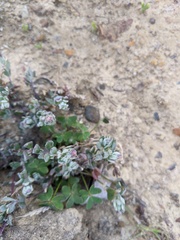 Extriplex californica