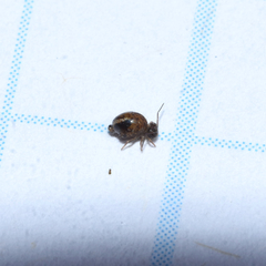 Sminthurus bivittatus