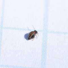 Sminthurus bivittatus