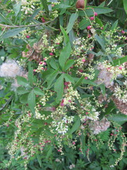 Muehlenbeckia sagittifolia