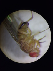 Drosophila immigrans