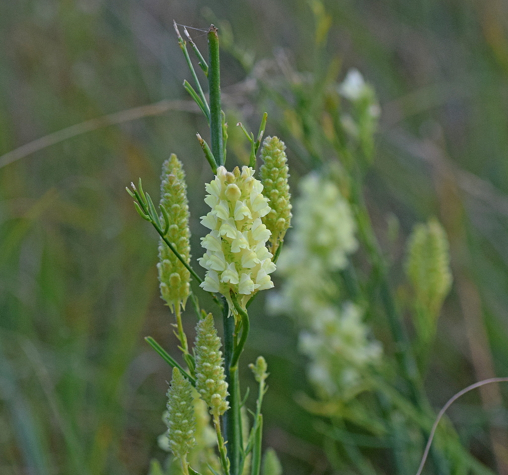 Linaria peloponnesiaca