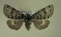 Anarta melanopa