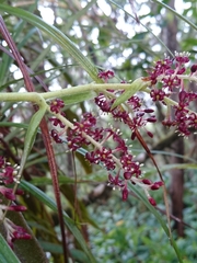 Astelia argyrocoma