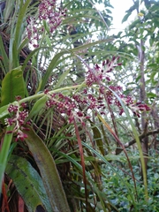 Astelia argyrocoma