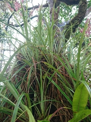 Astelia argyrocoma