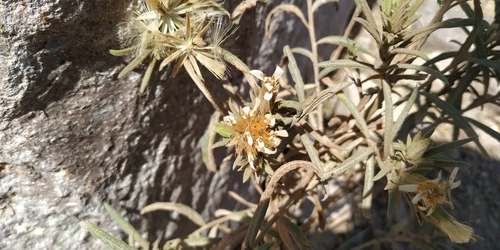 Image of Trixis Angustifolia (Trixis angustifolia) by (c) Tereso Hernández Morales, some rights reserved (CC BY)
