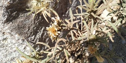 Image of Trixis Angustifolia (Trixis angustifolia) by (c) Tereso Hernández Morales, some rights reserved (CC BY)