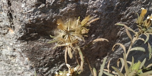 Image of Trixis Angustifolia (Trixis angustifolia) by (c) Tereso Hernández Morales, some rights reserved (CC BY)