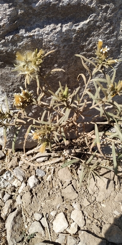 Image of Trixis Angustifolia (Trixis angustifolia) by (c) Tereso Hernández Morales, some rights reserved (CC BY)