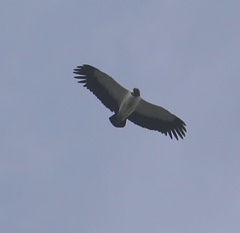 Sarcoramphus papa image