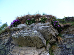 Primula × pubescens