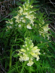 Pedicularis foliosa